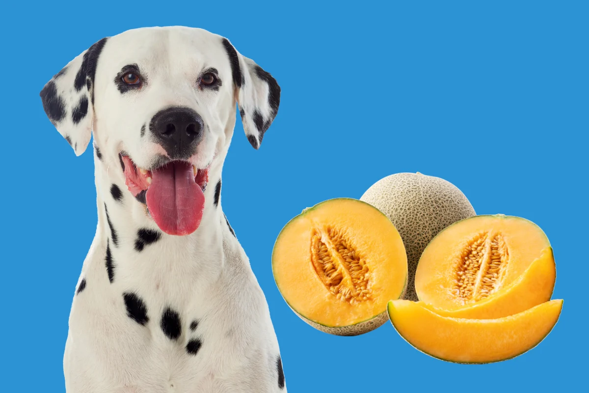 Los perros pueden comer melón