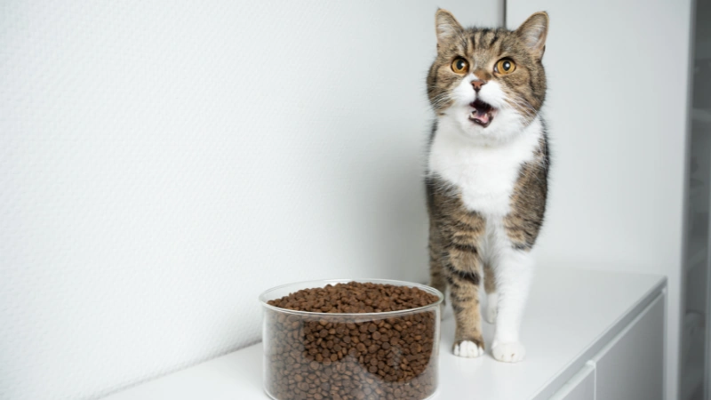 alimento seco para gatos