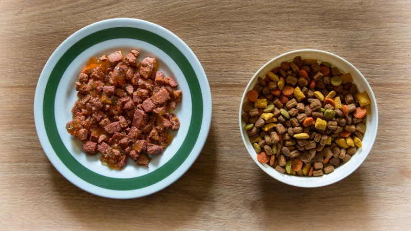 alimento seco y húmedo para gatos