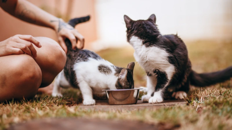 gatitos comiendo