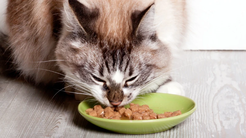gato comiendo alimento húmedo