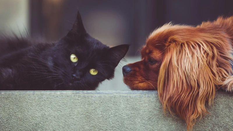 gato y perro descansando