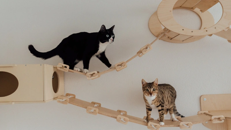 Consejos para cuidar a tu mascota 46 gatos jugando con juguetes