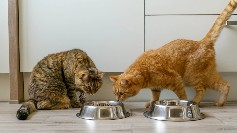 gatos oliendo su alimento seco