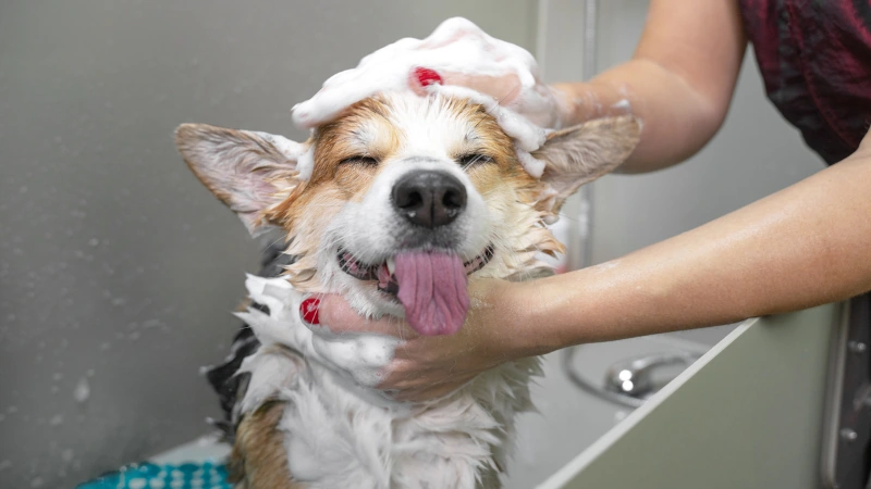 perro bañandose