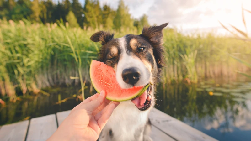 perro comiendo sandía