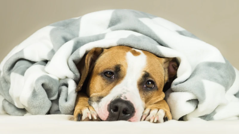 ¿Cómo saber si mi perro tiene fiebre? 44 Perro acostado y enfermo