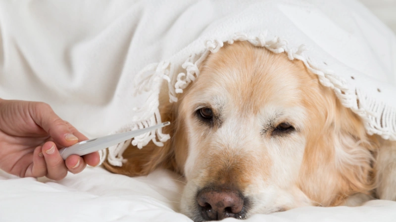 ¿Cómo saber si mi perro tiene fiebre? 42 Perro con fiebre