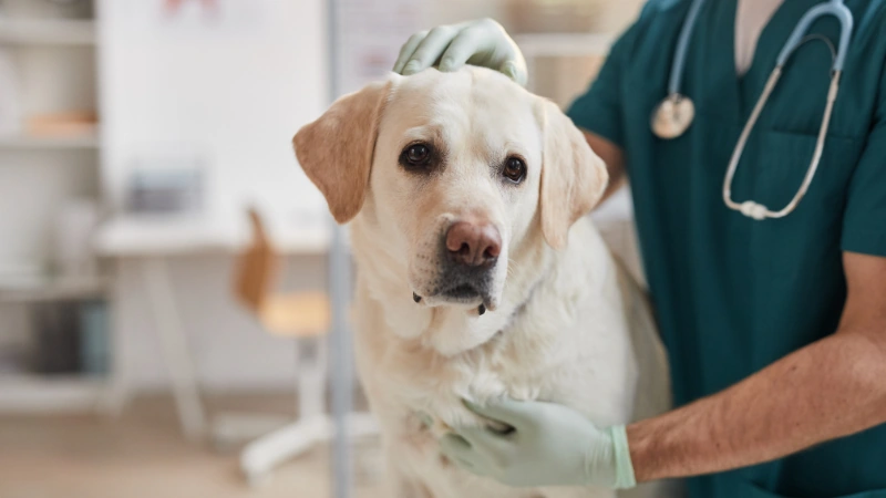 ¿Cómo saber si mi perro tiene fiebre? 46 Perro en el veterinario