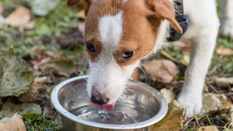 Perro tomando agua