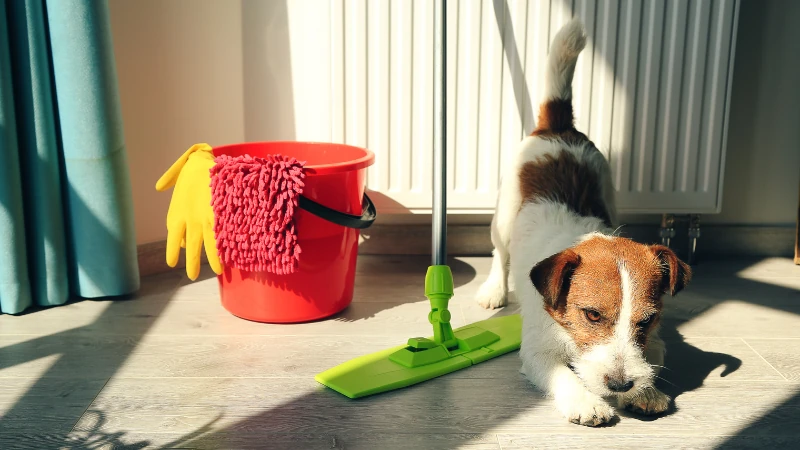 ¿Cómo sacar el olor a orina de perro de forma efectiva? 43 Productos de limpieza
