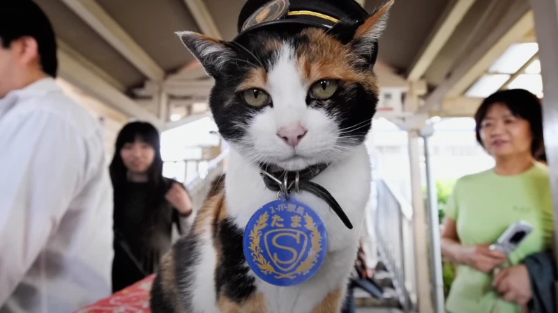 Tama la gata jefa de estación en Japón