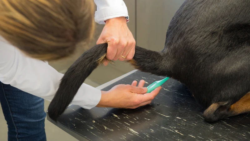 ¿Cómo saber si mi perro tiene fiebre? 43 Tomando la temperatura a un perro