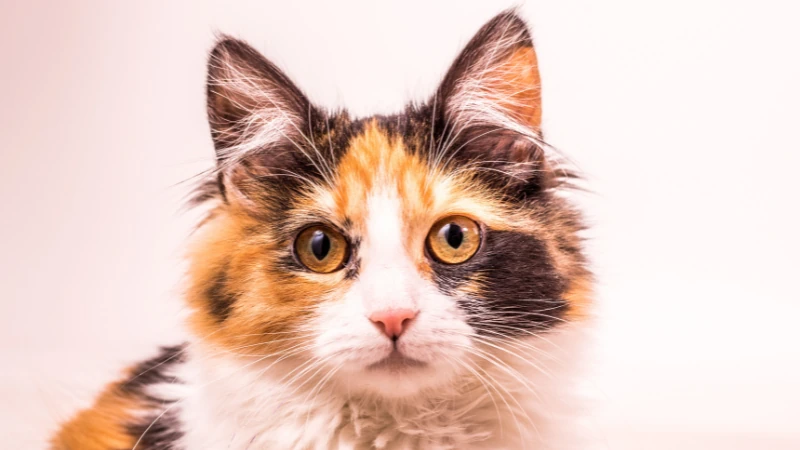 Los gatos calicó: un universo de colores y personalidades únicas 44 cara de un gato calicó