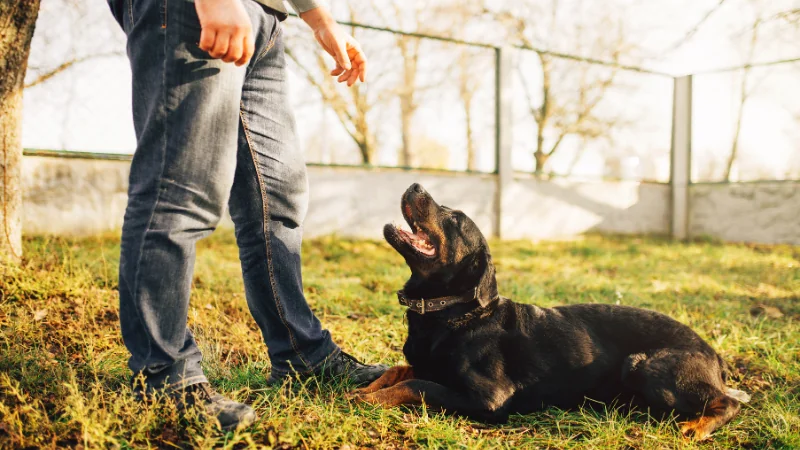 ¿Cómo sacar el olor a orina de perro de forma efectiva? 46 entrenando a un perro para orinar fuera de casa