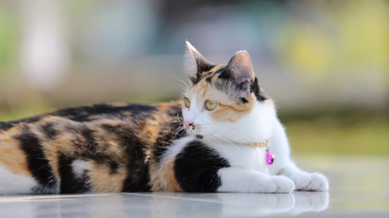 Los gatos calicó: un universo de colores y personalidades únicas 42 gato calicó acostado