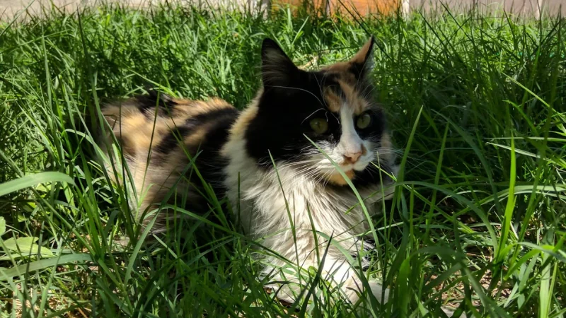 ¿Cómo saber si un gato es macho o hembra? 43 mi gata calicó llamada oruguita