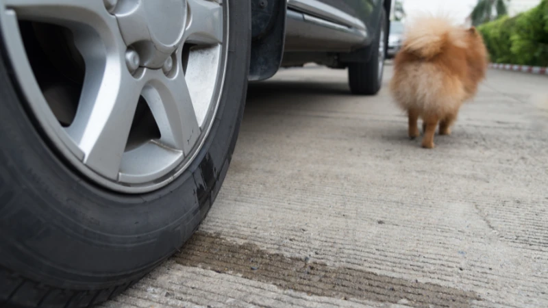 ¿Cómo sacar el olor a orina de perro de forma efectiva? 42 perro orinando en una rueda