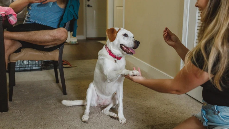 reforzamiento positivo de un perro