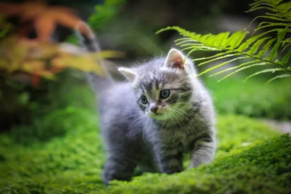 ¿Cómo alimentar a un gato recien nacido?