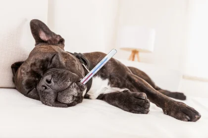 ¿Cómo saber si mi perro tiene fiebre?