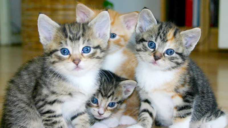¿Cómo saber si un gato es macho o hembra? 44 Gatitos