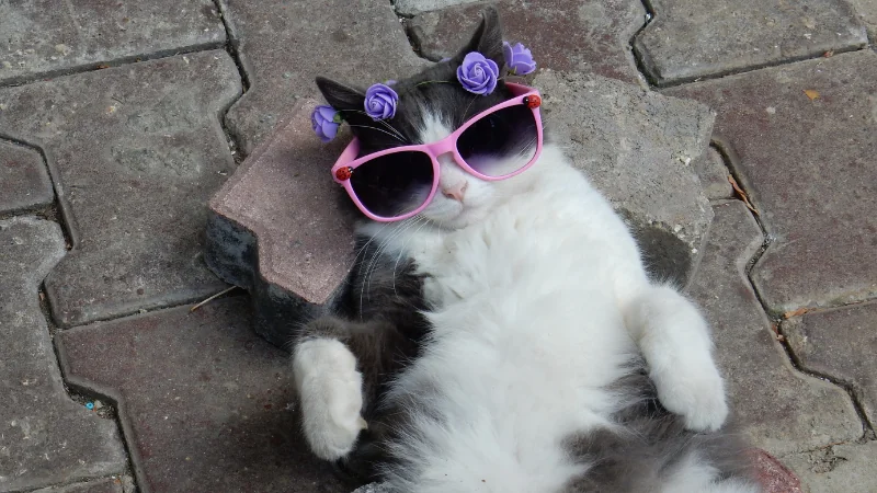 ¿Cómo saber si un gato es macho o hembra? 42 gata hembra con lentes de sol