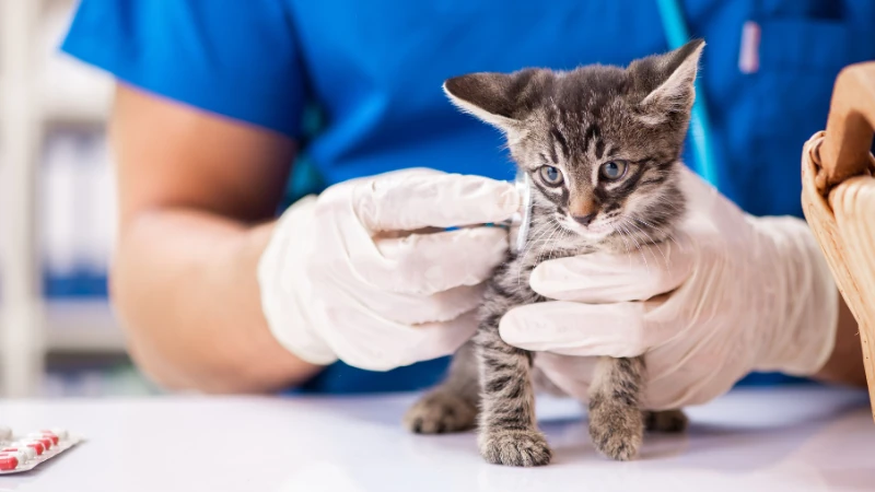 gatito en el veterinario