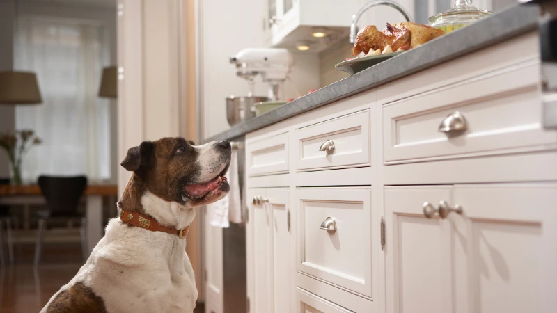 perro en la cocina mirando la comida