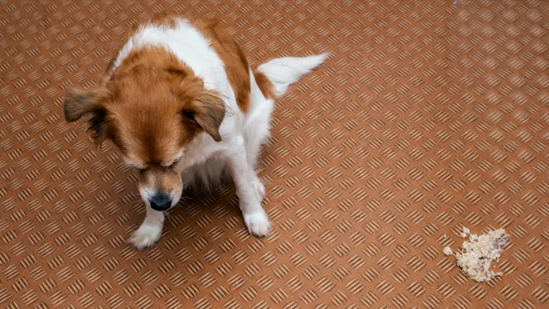 ¿Qué pasa si un perro come chocolate? 44 vomito de perro