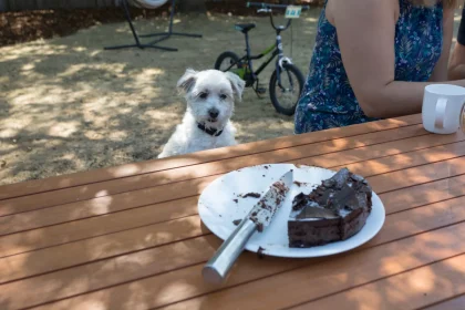 ¿Qué pasa si un perro come chocolate?