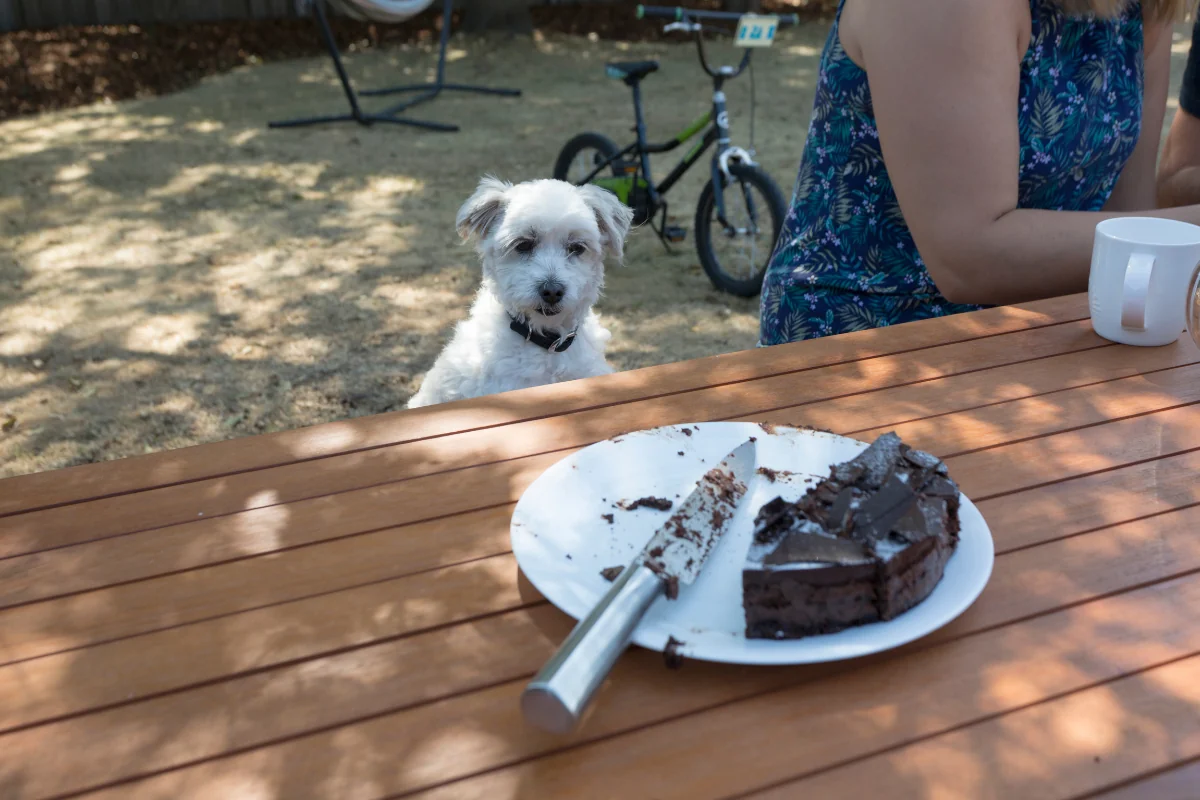 ¿Qué pasa si un perro come chocolate? 41 ¿Qué pasa si un perro come chocolate?