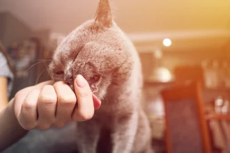 8 Señales de amor de tu gato Cómo saber si realmente te quiere
