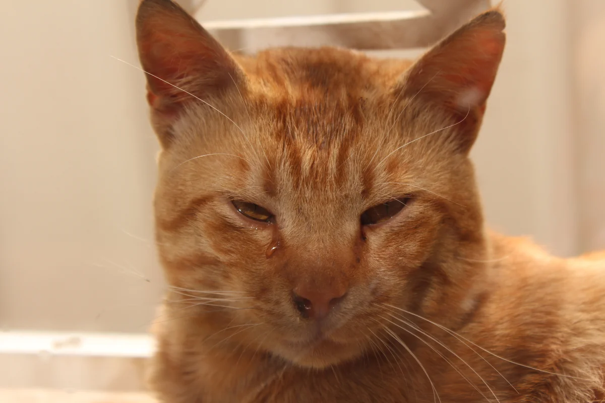 A mi gato le llora un ojo, descifrando las lágrimas felinas 41 A mi gato le llora un ojo, descifrando las lágrimas felinas