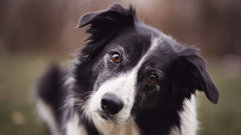 Cara de border collie