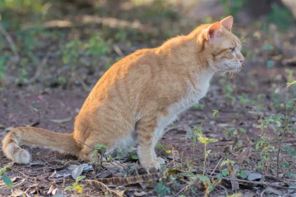 Cómo quitar el olor a orina de gato