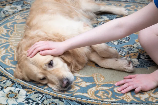 Epilepsia en perros Una guía sobre las causas, síntomas y tratamiento