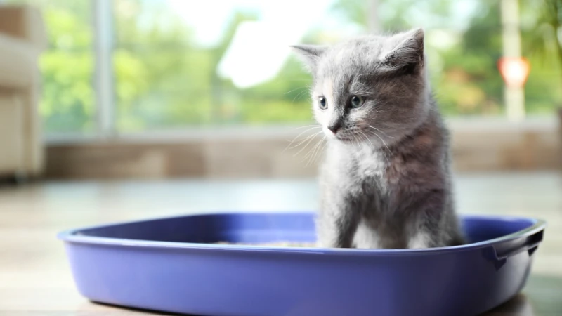 Gatito en una caja de arena