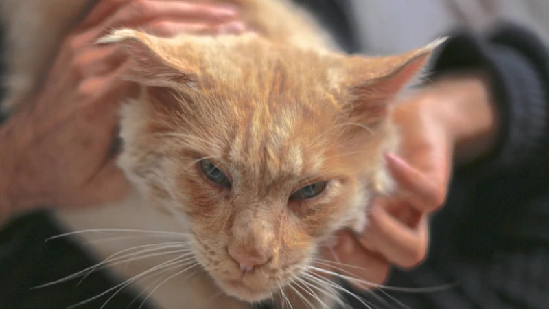 ¿Por qué mi gato ronronea cuando está conmigo? 42 Gato ronroneando