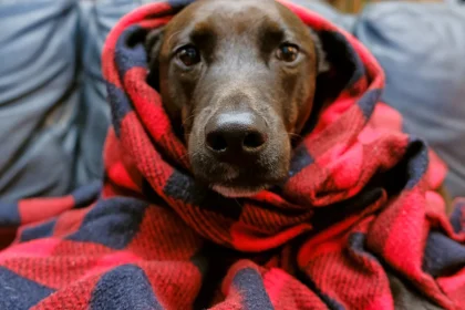 Mi perro tiembla como si tuviera frío