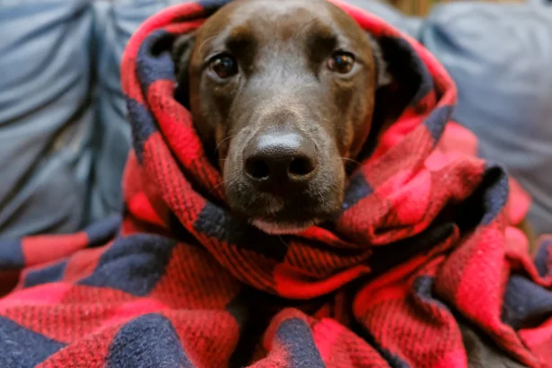 Mi perro tiembla como si tuviera frío