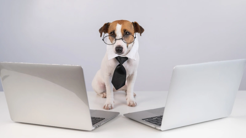 Epilepsia en perros: Una guía sobre las causas, síntomas y tratamiento 42 Perro con computadores