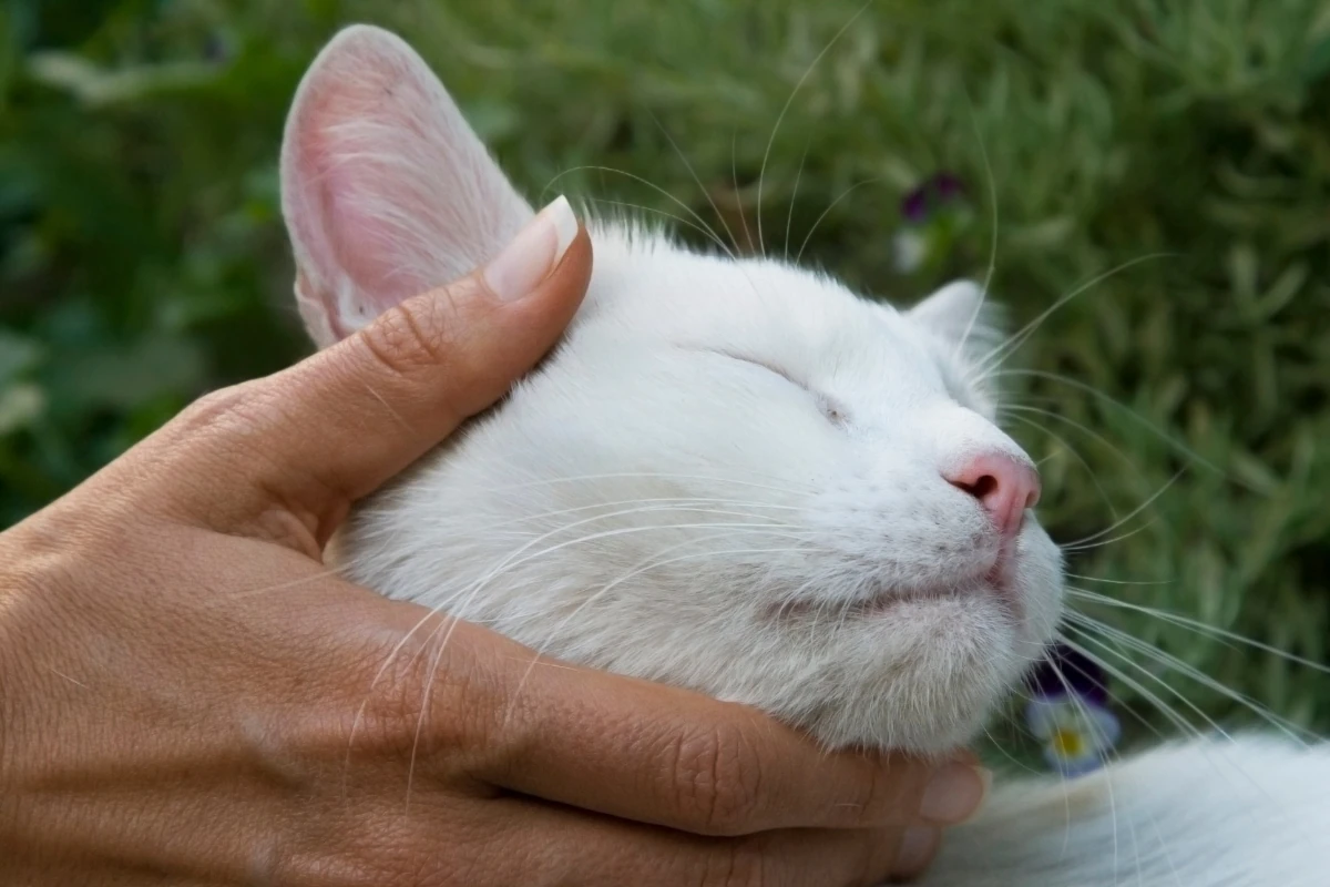 Porque mi gato ronronea cuando está conmigo