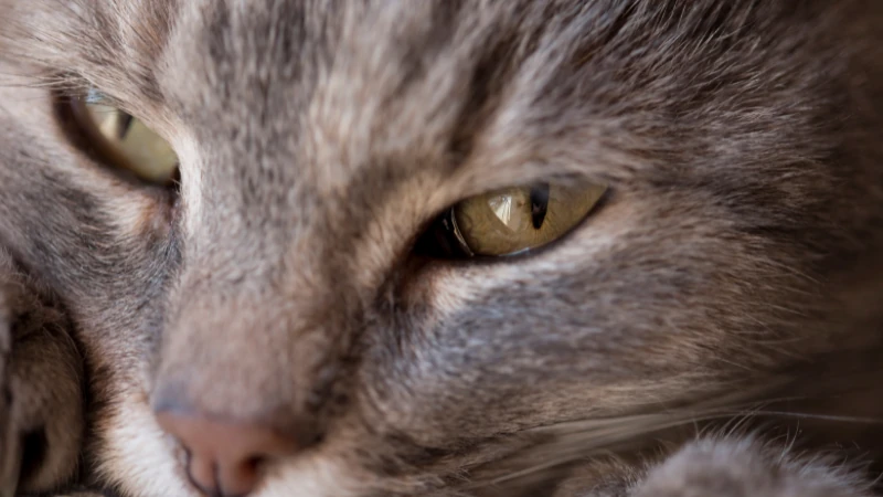 ¿Por qué mi gato ronronea cuando está conmigo? 46 cara de gato