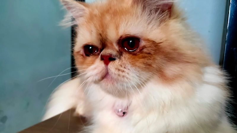 A mi gato le llora un ojo, descifrando las lágrimas felinas 43 gato con ojos rojos
