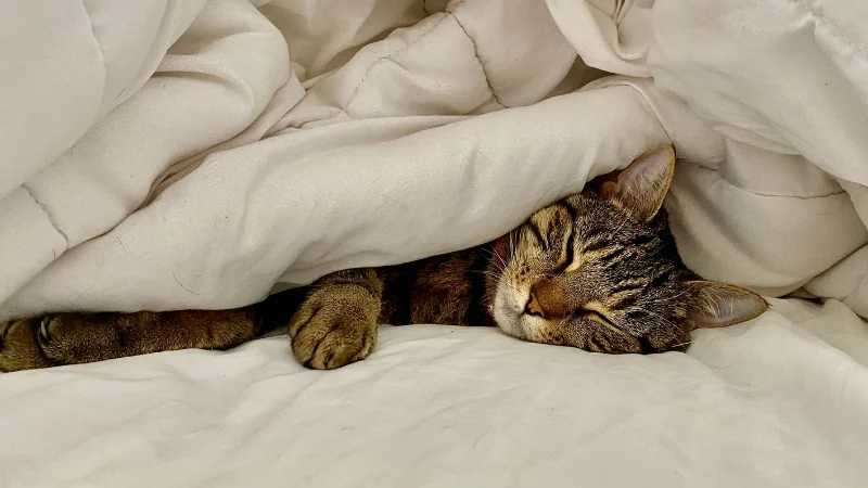 gato durmiendo en la cama