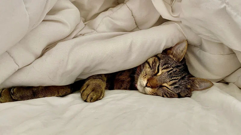 ¿Por qué mi gato ronronea cuando está conmigo? 44 gato durmiendo en la cama