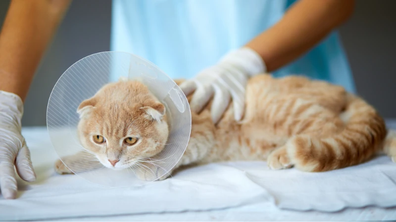 gato en el médico veterinario