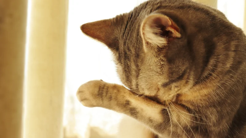 gato limpiando sus ojos