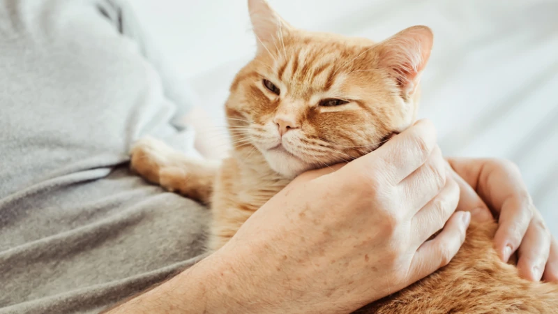 ¿Por qué mi gato ronronea cuando está conmigo? 43 gato ronronea con caricias